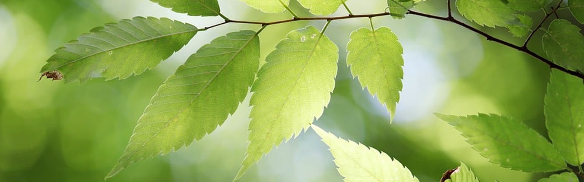 Vastuullista ja hiilineutraalia toimintaa Kiilaxilla.